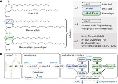 Tricky Isomers—The Evolution of Analytical Strategies to Characterize Plasmalogens and Plasmanyl Ether Lipids